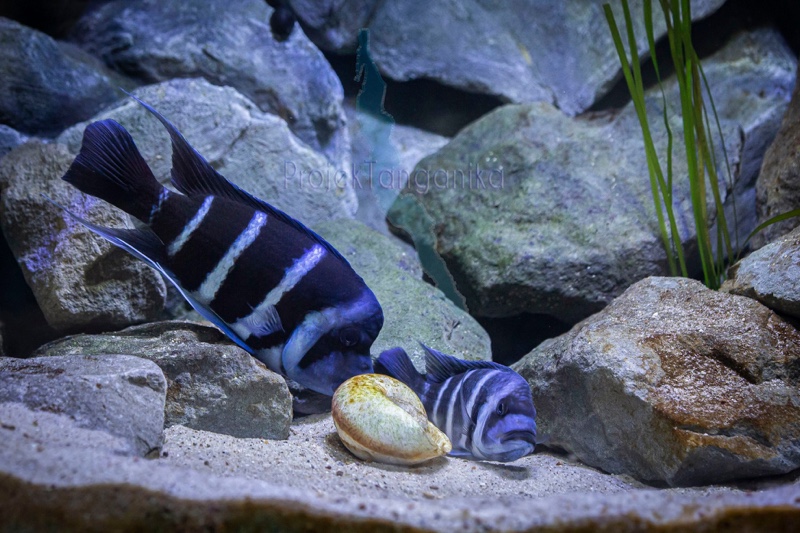 Cyphotilapia gibberosa 'Kapampa'